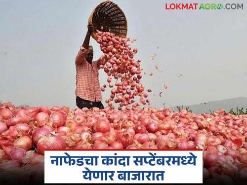 NAFED and NCCF onions will be available in the market in September; Read what is going on | नाफेड अन् एनसीसीएफचा कांदा सप्टेंबर मध्ये होणार बाजारात दाखल; वाचा काय सुरू आहेत हालचाली