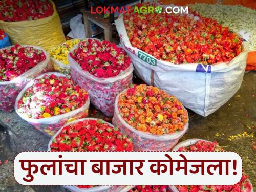 Flower market withers as prices fall; Farmers and traders wait for Shravan | दर उतरल्याने फुलांचा बाजार कोमेजला; शेतकऱ्यांसह व्यापाऱ्यांना लागली श्रावणाची प्रतीक्षा