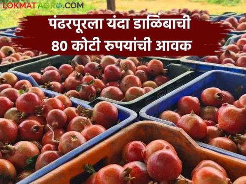 Pandharpur Market : 528 crore annual turnover of Pandharpur Agricultural Produce Market Committee this year | Pandharpur Market : पंढरपूर कृषी उत्पन्न बाजार समितीची ५२८ कोटींची यंदा वार्षिक उलाढाल