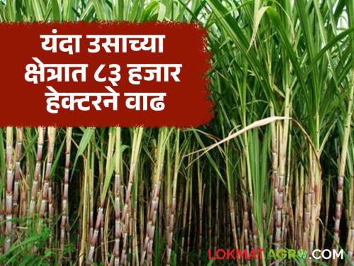 38 sugar factories in Solapur district ready for crushing this year; Sugarcane area reaches a record high of 2 lakh 12 thousand | सोलापूर जिल्ह्यातील ३८ साखर कारखाने यंदा गाळपासाठी सज्ज; उच्चांकी दोन लाख बारा हजार ऊस क्षेत्र