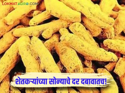 The gold of the rich has increased, but the price of farmers' gold has fallen; Turmeric market is under pressure | श्रीमंतांच्या सोन्याला झळाळी पण शेतकऱ्यांच्या सोन्याचे दर पडलेलेच; हळद बाजार दबावात