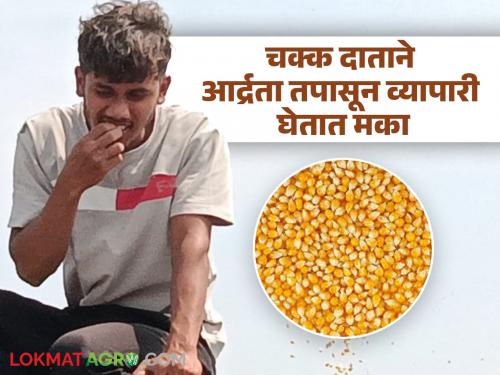 Maize Market Scam : Traders have made their own moisture testing device; a strange and surprising instance from the Vaijapur market committee | Maize Market Scam : व्यापाऱ्यांनी स्वतःला केले आर्द्रता तपासणी यंत्र; वैजापुर बाजार समितीचा अजब गजब प्रकार