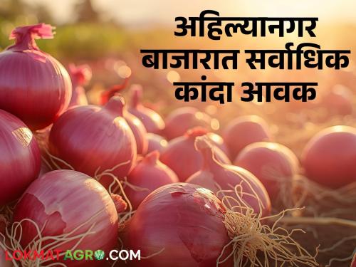Summer is in Ahilyanagar market, while Solapur has the highest arrival of red onions; Read today's onion market price | अहिल्यानगर बाजारात उन्हाळ तर सोलापुरात लाल कांद्याची सर्वाधिक आवक; वाचा आजचे कांदा बाजारभाव