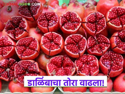 Pomegranate harvest increased; Damage due to heavy rains and increased incidence of diseases led to increase in prices | डाळिंबाचा तोरा वाढला; अतिवृष्टीने नुकसान तर रोगांचा प्रादुर्भाव वाढल्याने दरात वाढ