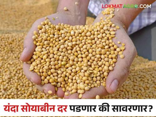 Soybean Market Update: Will soybean prices fall or recover this year? | Soybean Market Update : यंदा सोयाबीन दर पडणार की सावरणार?