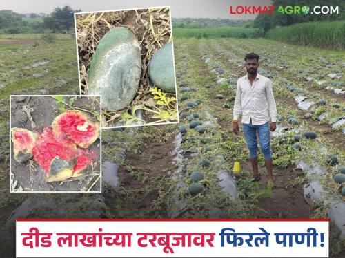 Unseasonal rains hit and watermelons were damaged; Krishna Patil suffered a financial loss of Rs. 1.5 lakh | अवकाळीने केला मारा अन् टरबूजाच्या झाल्या गारा; दिड लाख रुपयांचा कृष्णा पाटलांना बसला आर्थिक फटका