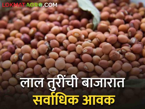 Pigeon Pea Market Red tur are the highest entry in the market; Read what rates are available | Pigeon Pea Market लाल तुरींची बाजारात सर्वाधिक आवक; वाचा काय मिळतोय दर