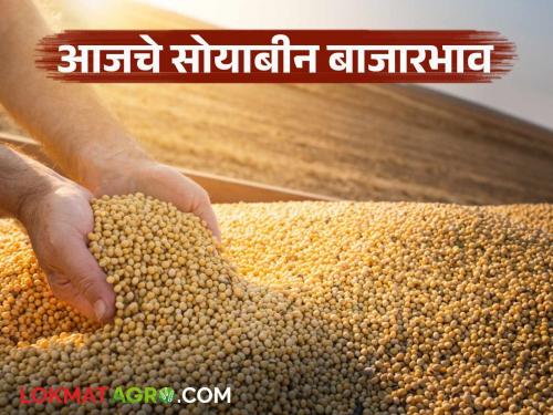 Despite low arrivals, no price increase; Know today's soybean market prices in the state | आवक कमी तरी दर वाढ दिसेना; जाणून घ्या राज्यातील आजचे सोयाबीन बाजारभाव