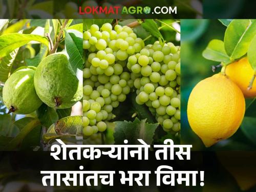 Farmers' mockery; Orange, guava, lemon and grape growers have only 30 hours to participate in insurance scheme | शेतकऱ्यांची थट्टा; संत्रा, पेरू, लिंबू आणि द्राक्ष उत्पादकांना विमा योजनेत सहभागी होण्यासाठी केवळ ३० तासांचा कालावधी