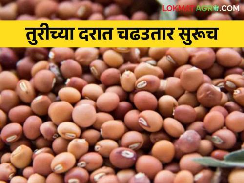 Pigeon pea market: Pigeon pea prices continue to fluctuate; Inflows to the market also decreased | Pigeon pea market : तुरीच्या दरात सतत चढउतार सुरूच; बाजारात आवकही घटली