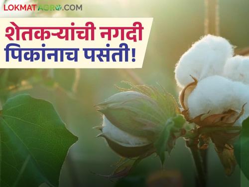 This year, the sowing of moong and urad in this district of the state has decreased; the area under soybean, cotton and tur has increased | राज्यातील 'या' जिल्ह्याचा यंदा मूग, उडदाचा पेरा घटला; सोयाबीन, कापूस, तुरीचे क्षेत्र वाढले