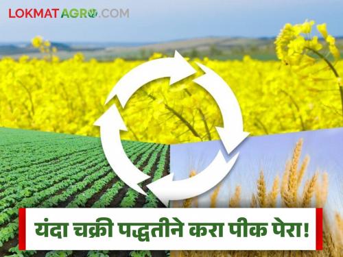 Agricultural scholars appeal to farmers to use crop rotation for human health; Read what are the benefits | शेतकरी, मानवी आरोग्यासाठी चक्री पीक पद्धत वापरण्याचे कृषी अभ्यासकांचे आवाहन; वाचा काय आहेत फायदे