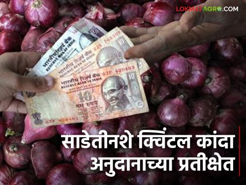 Even after applying, the amount has not been credited to his account. Today, nearly three and a half hundred quintals of onions are waiting for subsidy | अर्ज करूनही आजवर छदामही खात्यावर जमा झालेला नाही; जवळपास साडेतीनशे क्विंटल कांदा अनुदानाच्या प्रतीक्षेत