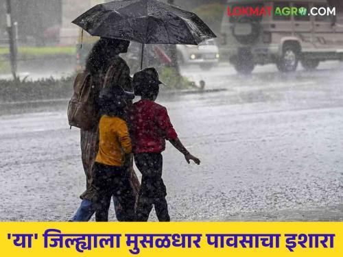 Rain Alert : Heavy rain warning in Latur district; A call for vigilance from the administration | Rain Alert : लातूर जिल्ह्यात मुसळधार पावसाचा इशारा; प्रशासनाकडून सतर्कतेचे आवाहन