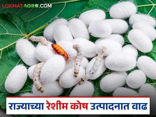 State's surge in silk production: Record increase in egg distribution through Chowki centers | रेशीम उत्पादनात राज्याची भरारी: चॉकी केंद्रांच्या माध्यमातून अंडीपुंज वाटपात विक्रमी वाढ