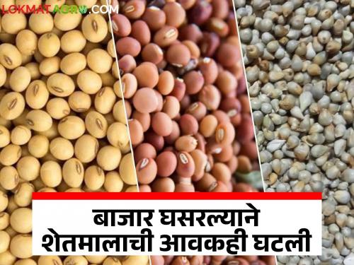 Due to the fall in market prices, the arrival of agricultural products also decreased; Read what is the market price of agricultural products | बाजार दर घसरल्याने शेतमालाची आवकही घटली; वाचा काय मिळतोय शेतमालाला बाजारभाव