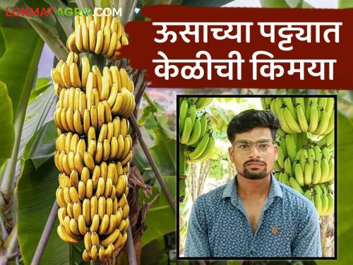 Farmer Success Story : Addition of Nephew's Modern Banana Farming Experiment to Uncle's Traditional Sugarcane Farming | Farmer Success Story : काकांच्या पारंपारिक ऊस शेतीला पुतण्याच्या आधुनिक केळी शेतीच्या प्रयोगाची जोड