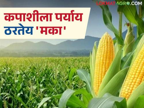 Maize cultivation will increase this year; Farmers are turning to maize as an alternative to cotton | यंदा मका लागवड वाढणार; कपाशीला पर्याय म्हणून मका पिकाकडे वळतोय शेतकरी