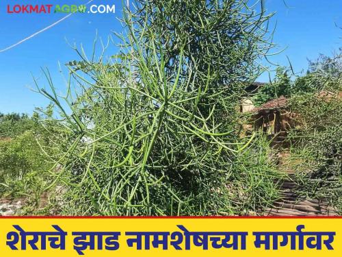 The medicinal lion tree is on the verge of extinction | औषधी गुणधर्म असलेले शेराचे झाड नामशेष होण्याच्या मार्गावर