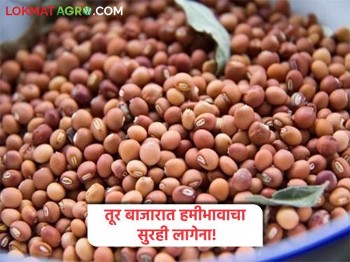 Tur Bazaar Bhav: Is Tur getting a price comparable to the guaranteed price? Read today's Tur market price | Tur Bajar Bhav : तूरीला हमीभावाच्या तुलनेत मिळतोय का दर? वाचा आजचे तूर बाजार भाव