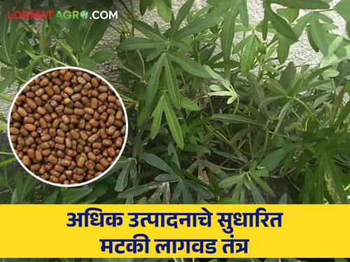 Use this improved method while cultivating matki and get more yield | मटकी लागवड करतांना 'ही' सुधारीत पद्धत वापरा आणि अधिक उत्पादन मिळवा