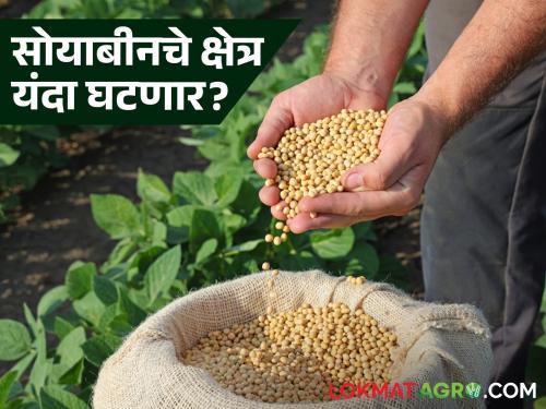 Will there be a decrease of 2 lakh hectares in soybean area this year? Agriculture Department predicts | सोयाबीनच्या क्षेत्रात यंदा २ लाख हेक्टरची होणार घट? कृषी विभागाने वर्तवला अंदाज