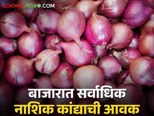 Onion Market Price: Summer onion is in Kalwan while red onion is the highest inflow to Solapur; Read what rates are available | Onion Market Price : उन्हाळी कांदा कळवण येथे तर लाल कांद्याची सोलापूरला सर्वाधिक आवक; वाचा काय मिळतोय दर