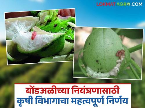 Cotton seeds will be available after 'this' date this year for bollworm control; Agriculture Department's planning | बोंडअळीच्या नियंत्रणासाठी यंदा 'या' तारखेनंतर मिळणार कपाशीचे बियाणे; कृषी विभागाचे नियोजन