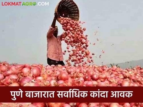 Onion Market Rate: Inflow of summer onion in these two markets in the state today; Read what rates are available | Onion Market Rate : राज्यात आज केवळ 'या' दोन बाजारात उन्हाळ कांद्याची आवक; वाचा काय मिळतोय दर