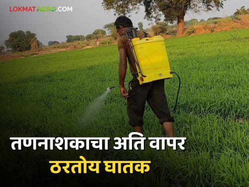 Due to excessive use of herbicides, the lands became barren, chopan; The texture of the soil also deteriorated | तणनाशकांच्या अतिवापरामुळे जमिनी होऊ लागल्या खारपड, चोपन; मातीचा पोतही ढासळला