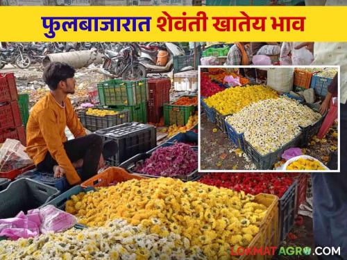 Flower Market On Gauri Ganpati Festival : On the day of Gauri's invocation, 'Shevanti' ate Bhav; Mahalakshmi's necklace pair also became expensive | Flower Market On Gauri Ganpati Festival : गौरी आवाहनाच्या दिवशी 'शेवंती'ने खाल्ला भाव; महालक्ष्मीचा हार जोडीही महागली