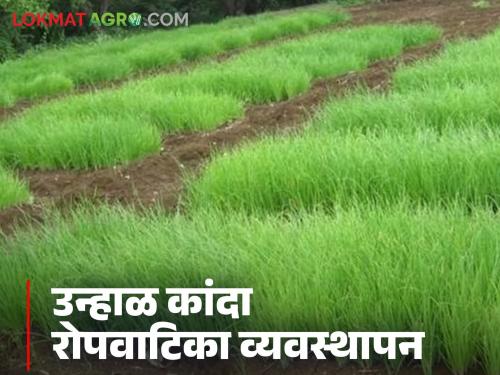 Want disease-free growth of onion plants this year? Then definitely try this natural remedy | यंदा कांदा रोपांची रोगमुक्त वाढ हवीय? मग 'हा' नैसर्गिक उपाय आवर्जून करा