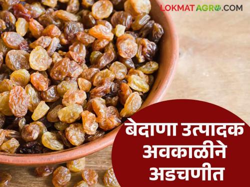 Currant growers in trouble due to unseasonal weather; Currants that had dried up due to rain got wet again | बेदाणा उत्पादक अवकाळीने अडचणीत; पावसामुळे सुकलेला बेदाणा पुन्हा भिजला