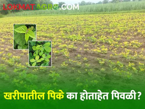 Kharif Crop Management Kharif crops turn yellow due to deficiency of 'these' nutrients; Know the measures suggested by the Department of Agriculture | Kharif Crop Management 'या' अन्नद्रव्यांच्या कमतरतेमुळे खरीप पिके होताहेत पिवळी; जाणून घ्या कृषी विभागाने सांगितलेले उपाय