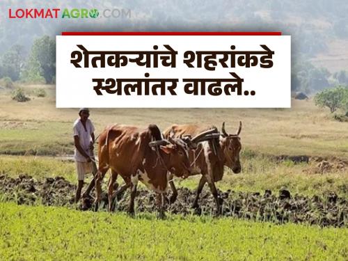 The percentage of small and marginal farmers has increased while the agricultural area has decreased; Farmers have moved from 'hectares' to 'acres'! | अल्प, अत्यल्प शेतकऱ्यांचा वाढला टक्का तर शेती क्षेत्र घटले; 'हेक्टर'हून 'एकर'मध्ये आला शेतकरी!