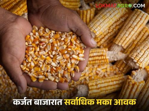 Maize Market Rate: Maize price higher than the guaranteed price today in the 'Ya' market of the state | Maize Market Rate : राज्याच्या 'या' बाजारात आज हमीभावापेक्षा अधिक मका दर