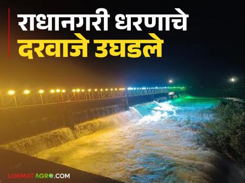 Three automatic gates of Radhanagari Dam opened; Continuous rain continues in Kolhapur district | राधानगरी धरणाचे तीन स्वयंचलित दरवाजे उघडले; कोल्हापूर जिल्ह्यात पावसाची संततधार सुरूच