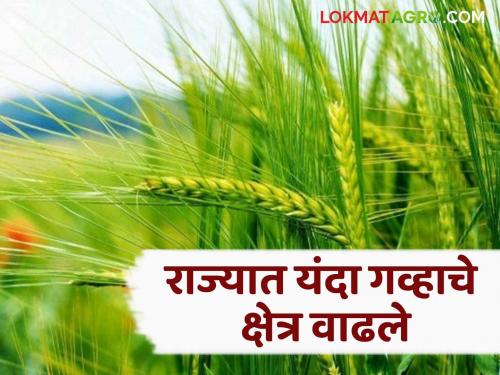 Wheat Farming: Wheat sowings are once again at a good pace due to late favorable weather conditions; This year wheat area will increase by 15 percent | Wheat Farming : उशिराने पोषक हवामान तयार झाल्याने पुन्हा एकदा गव्हाच्या पेरण्यांना चांगलाच वेग; यंदा गव्हाचे १५ टक्के क्षेत्र वाढणार