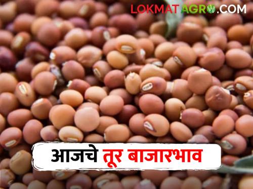 Pigeon Pea Market What is the price of pigeon pea in the state; Read today's market prices | Pigeon Pea Market राज्यात काय मिळतोय तुरीला दर; वाचा आजचे तूर बाजारभाव