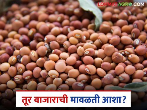 Prices have not improved despite low arrivals in the market; Read today's tur market prices in the state | बाजारात आवक कमी असतांनाही दर सुधारेना; वाचा राज्यातील आजचे तूर बाजारभाव