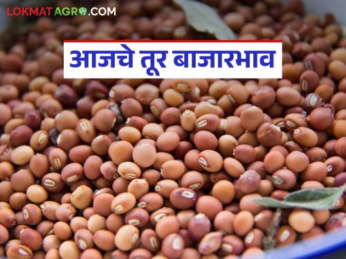 Pigeon Pea Market Rate: What is the price of pigeon pea in the state? Read today's pigeon pea market rate | Pigeon Pea Market Rate : राज्यात तुरीला काय मिळतोय दर? वाचा आजचे तूर बाजारभाव