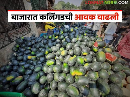 Prices fall due to increased arrival of watermelon; Concern among producing farmers | कलिंगडची आवक वाढल्याने दरात घसरण; उत्पादक शेतकऱ्यांत चिंता
