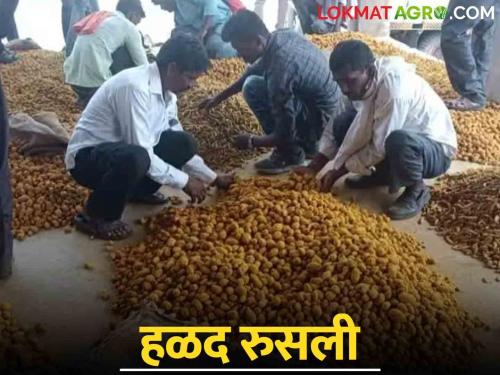 Turmeric Market Update Turmeric price does not rise; There is no end to the farmers' worries | Turmeric Market Update हळदीच्या भावात तेजी येईना; शेतकऱ्यांची चिंता काही थांबेना