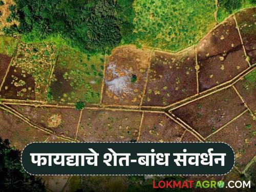 Get permanent relief from neighbor disputes and guaranteed annual financial profit through farm-dam conservation | शेत-बांध संवर्धनातून मिळवा शेजाऱ्यांच्या वादांपासून कायमची सुटका अन् वार्षिक हमखास आर्थिक नफा