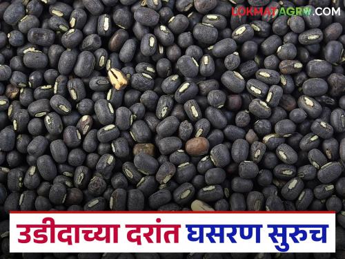 Traders continue to reduce prices of urad, citing unsatisfactory quality; increasing financial difficulties for farmers | दर्जा समाधानकारक नसल्याचे सांगत व्यापाऱ्यांकडून उडीदाच्या दरांत घसरण सुरूच; शेतकऱ्यांच्या आर्थिक अडचणीत वाढ