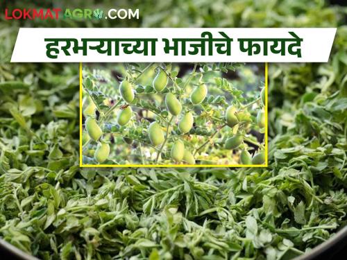 Latest News Benefits of chana crop Vegetable | हरभऱ्याची भाजी खाल्ली का? जाणून घ्या फायदे