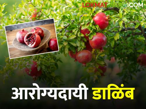 Health Benefits Of Pomegranate Consumption of pomegranate is effective against various diseases | Health Benefits Of Pomegranate डाळींबाचे सेवन विविध आजारांवर आहे गुणकारी