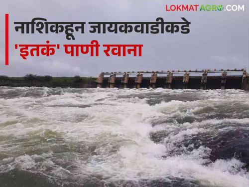 Latest News Nashik Dam Storage 15 TMC of water left for Jayakwadi in four days from Nashik dams | Nashik Dam Storage : नाशिकच्या गंगापूर धरणांत किती पाणी? जायकवाडीकडे किती पाणी रवाना? वाचा सविस्तर 