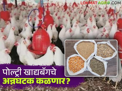 State the food ingredients on the bag; Poultry traders hit out at feed companies | बॅगवर अन्नघटक नमूद करा; पोल्ट्री व्यावसायिकांनी खाद्यपुरवठा कंपन्यांना खडसावले