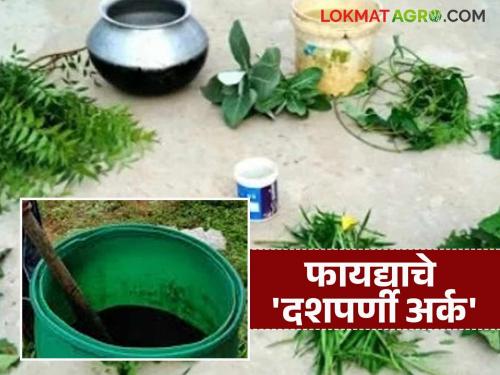Farmers' natural pesticide friend Dashaparni extract; A reliable way to increase production at low cost | शेतकऱ्यांचा नैसर्गिक कीटकनाशक मित्र दशपर्णी अर्क; कमी खर्चात जास्त उत्पादनाचा विश्वासू मार्ग